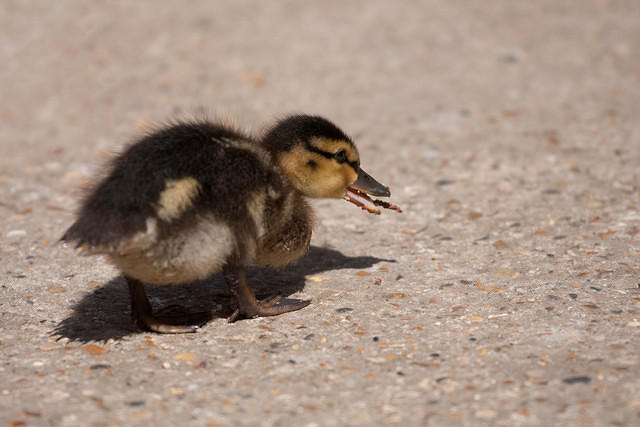 babyduck-1